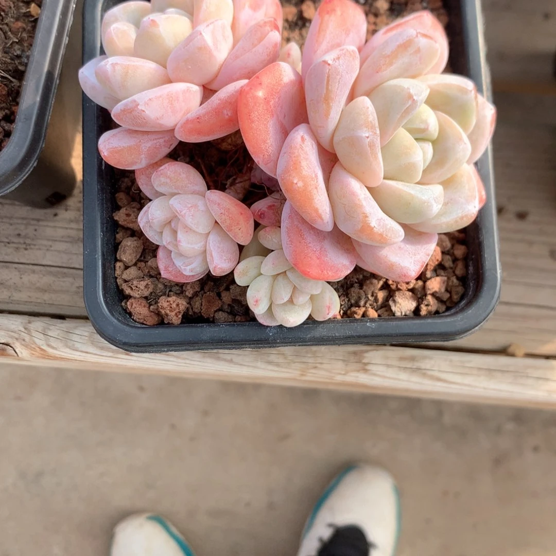 函*忆冰玉一物一拍