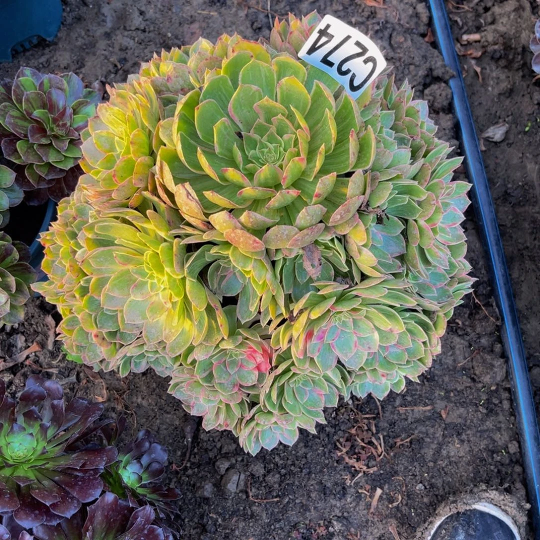 莲花座法师26////25包邮