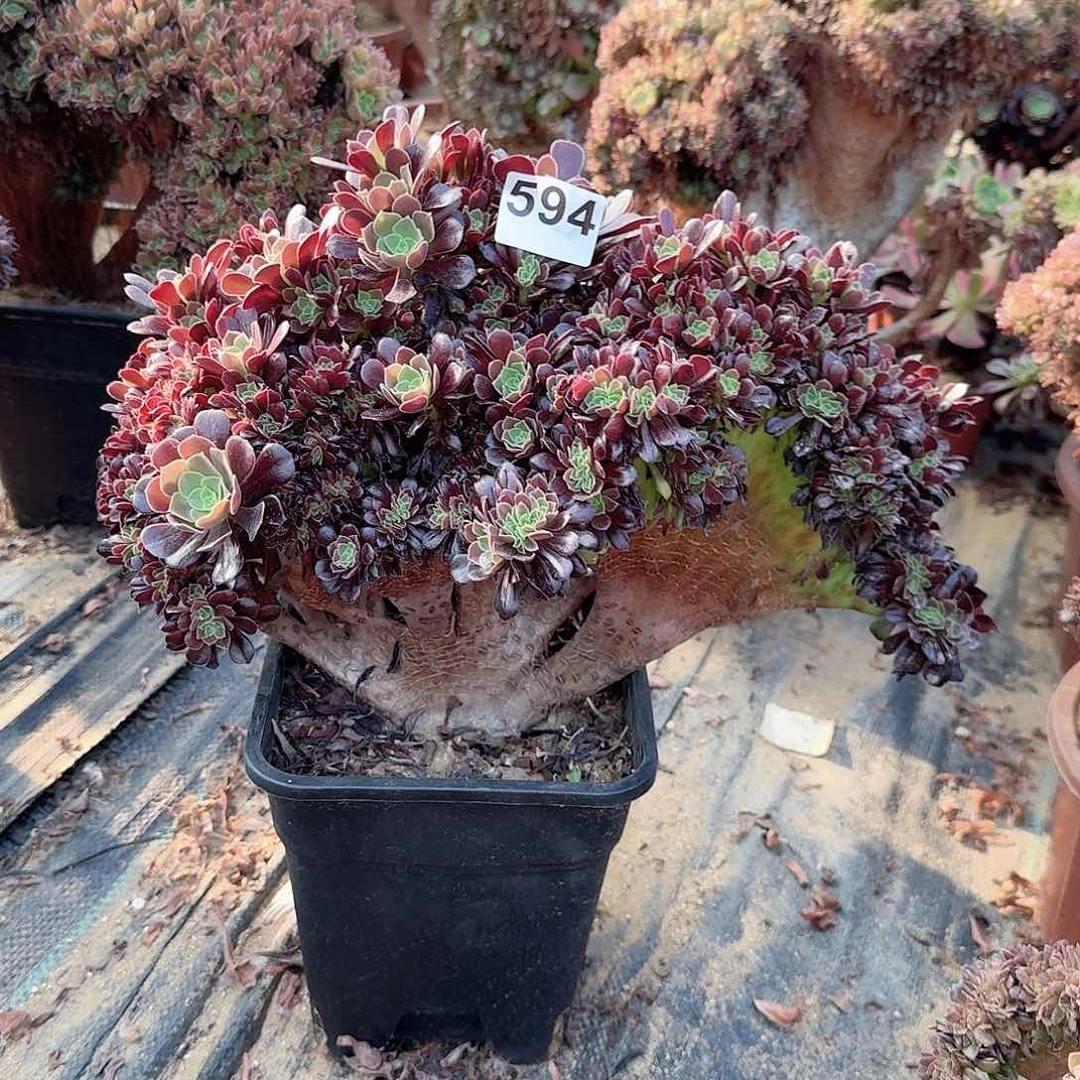 594欧紫朵朵一颗呀呀