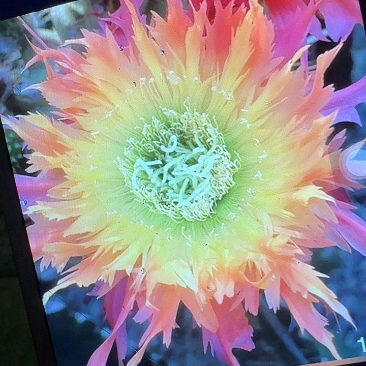 112 侧芽5公分左右毛花柱（20包邮）