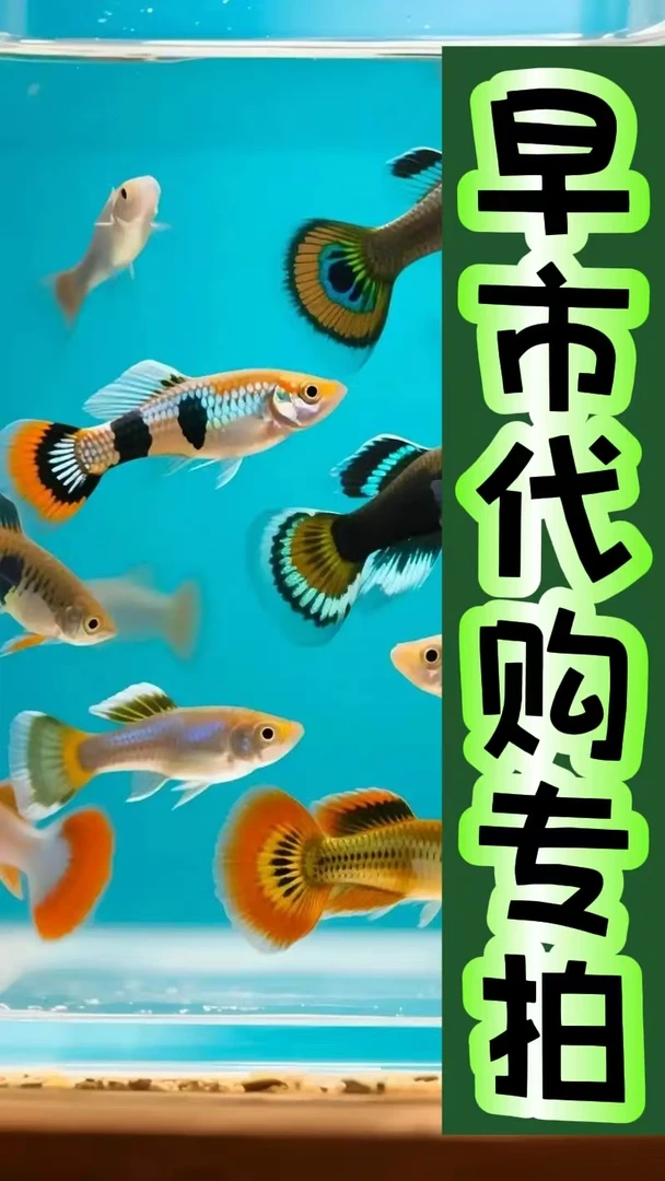 早市大集观赏鱼代购