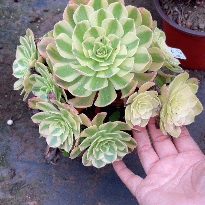 791雨荷多肉123446789