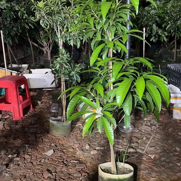 大***0金刚王大果仙桃鸡蛋果