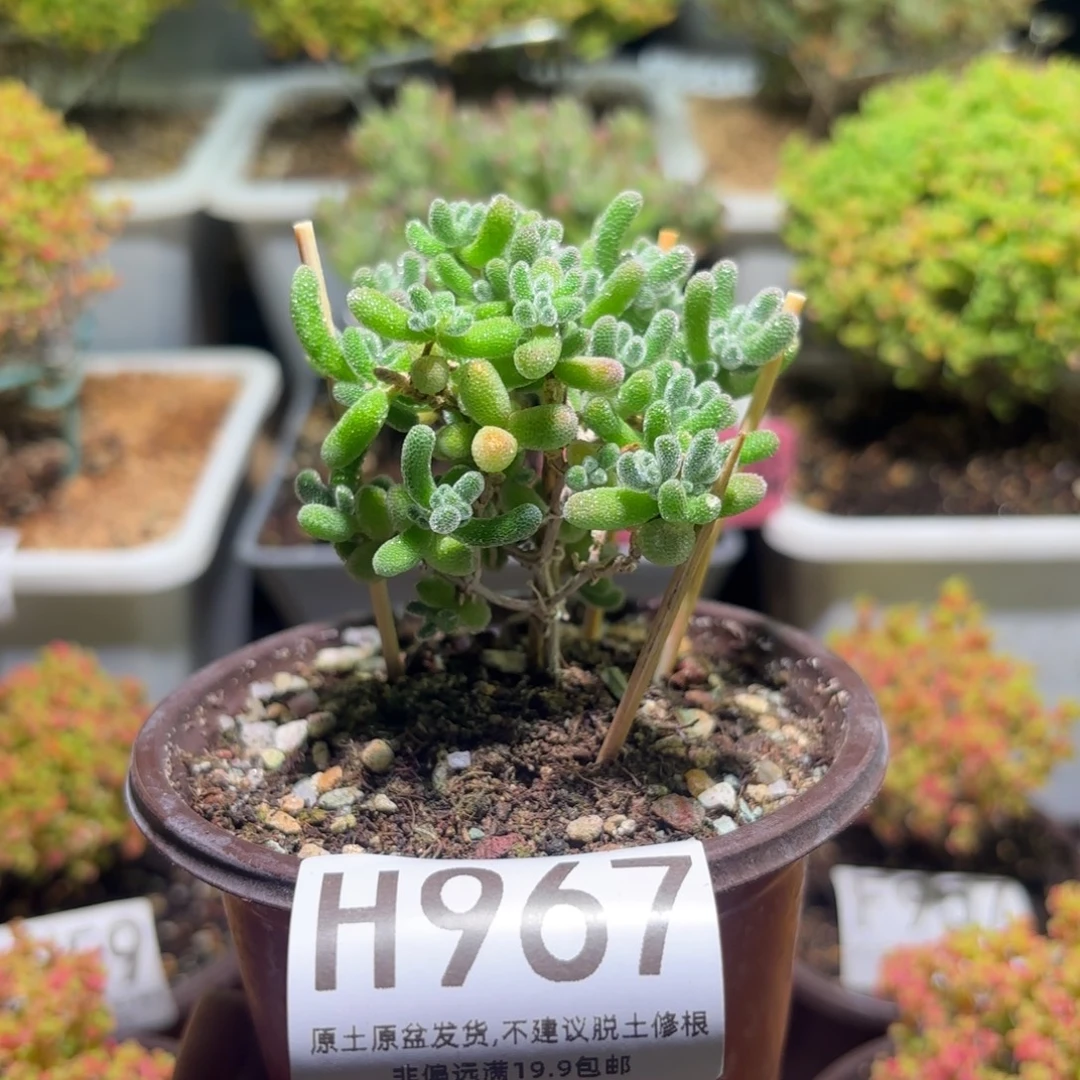 枝干番杏冰晶H967