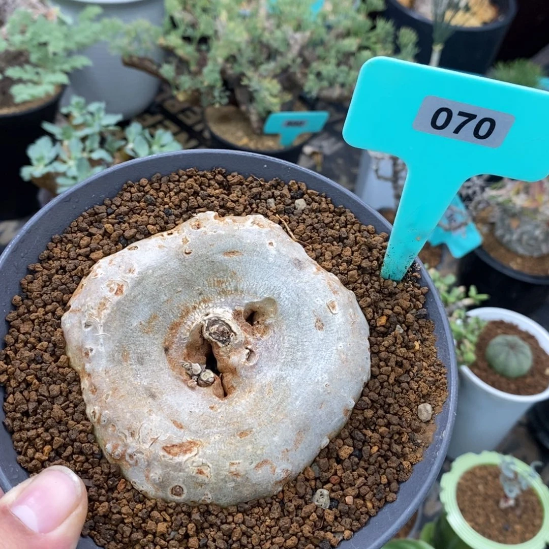 龙卵窟多肉植物一个