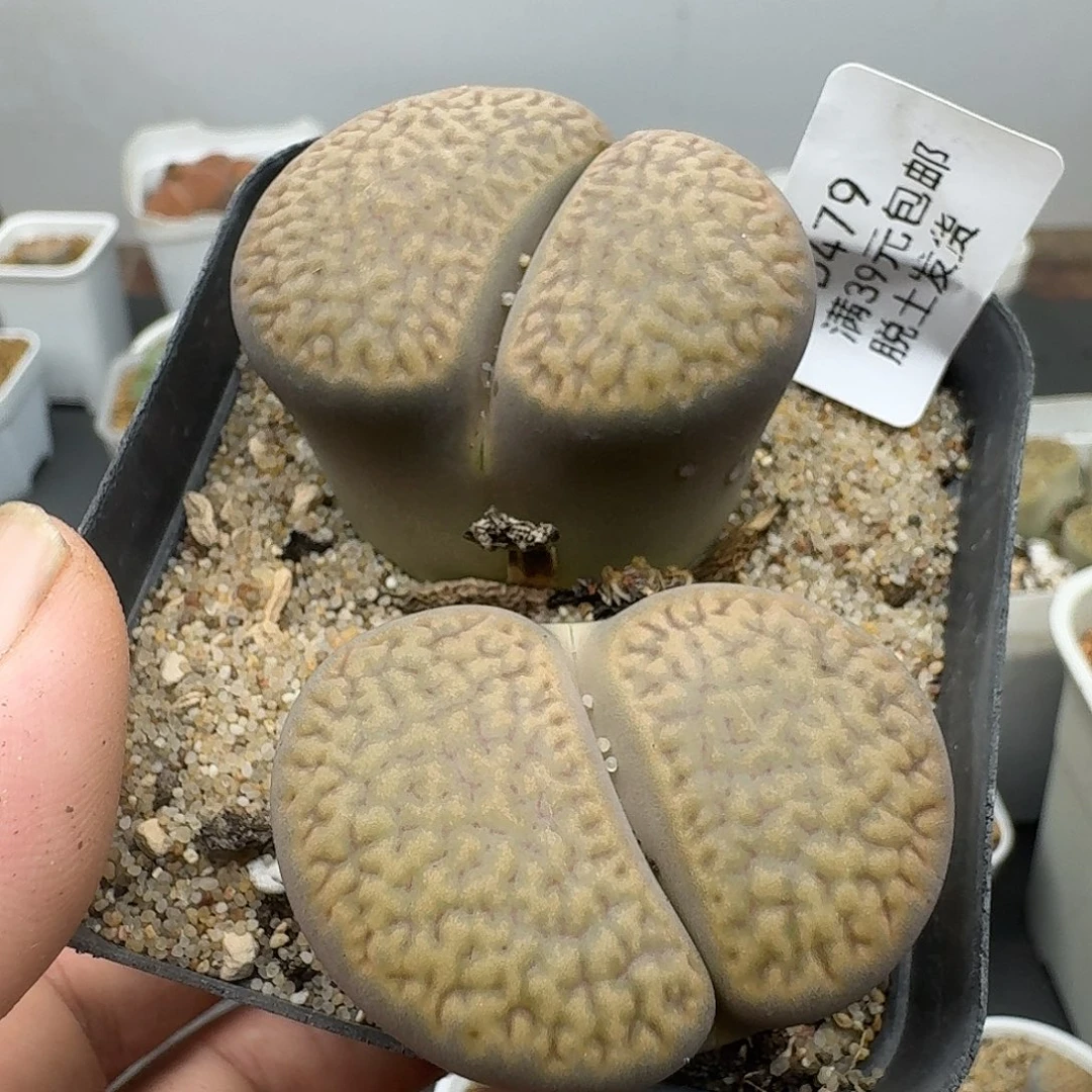479单头4.2厘米以上哈哈哈哈