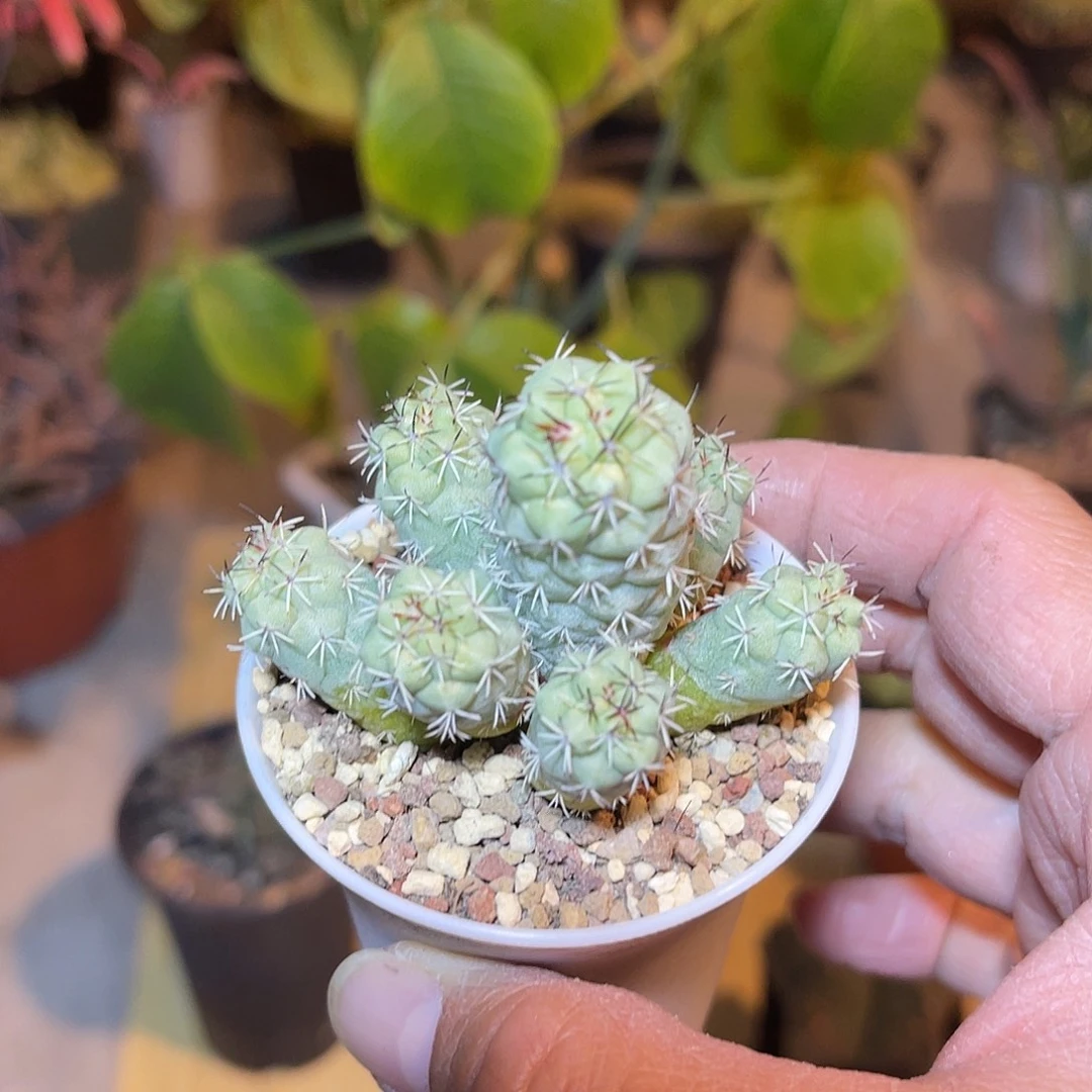 大尤帝王丸一物一拍
