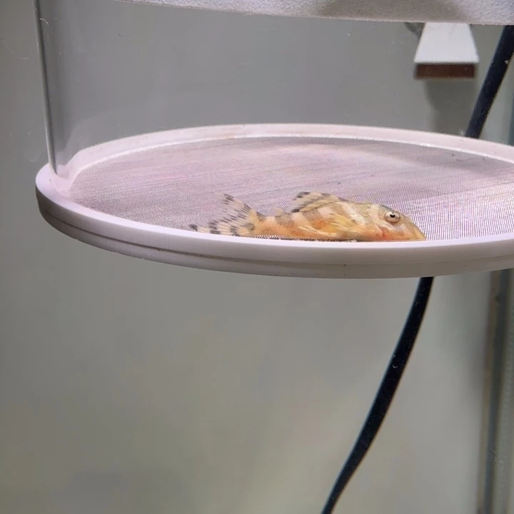 海水鱼50号皇室333