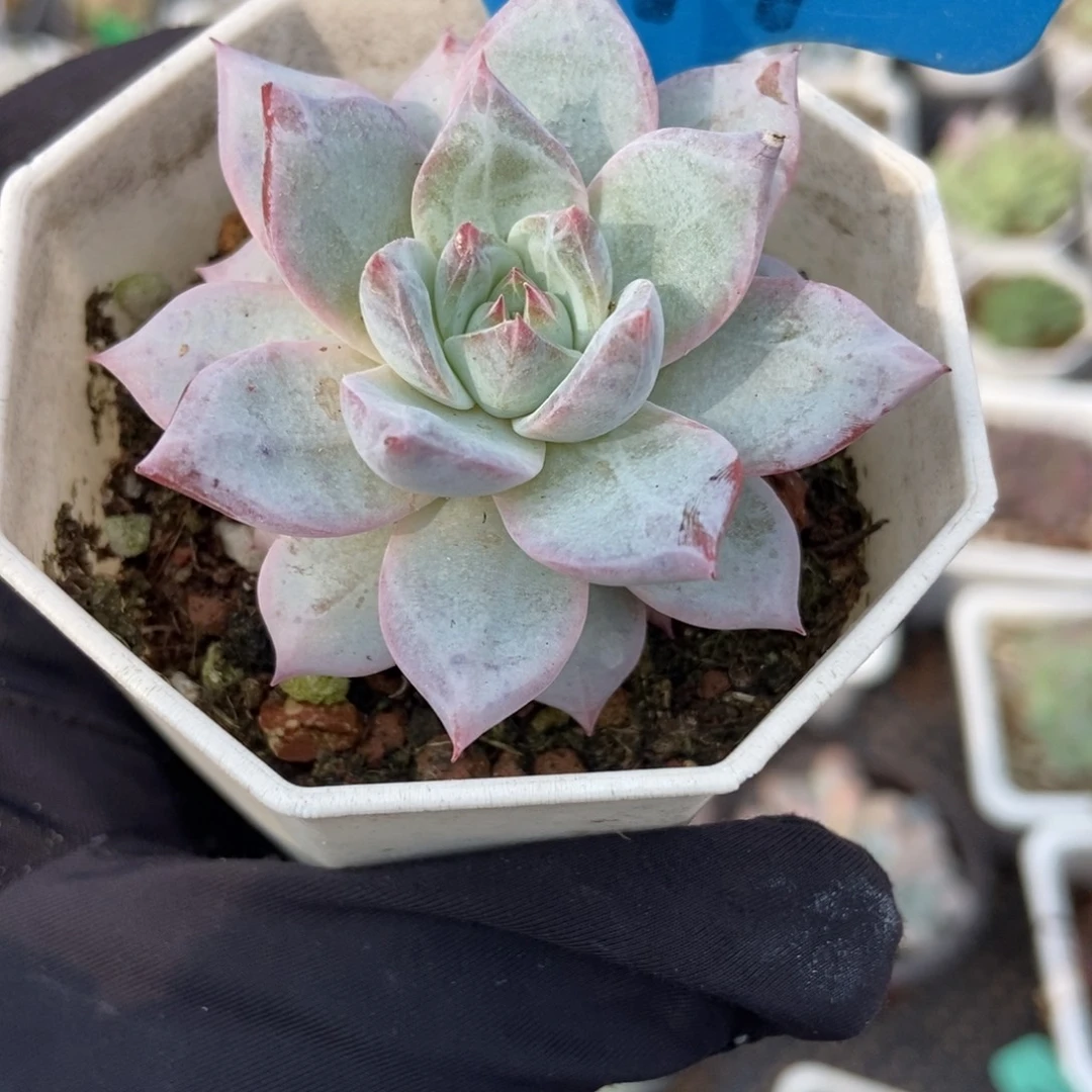 791粉蓝鸟多肉植物