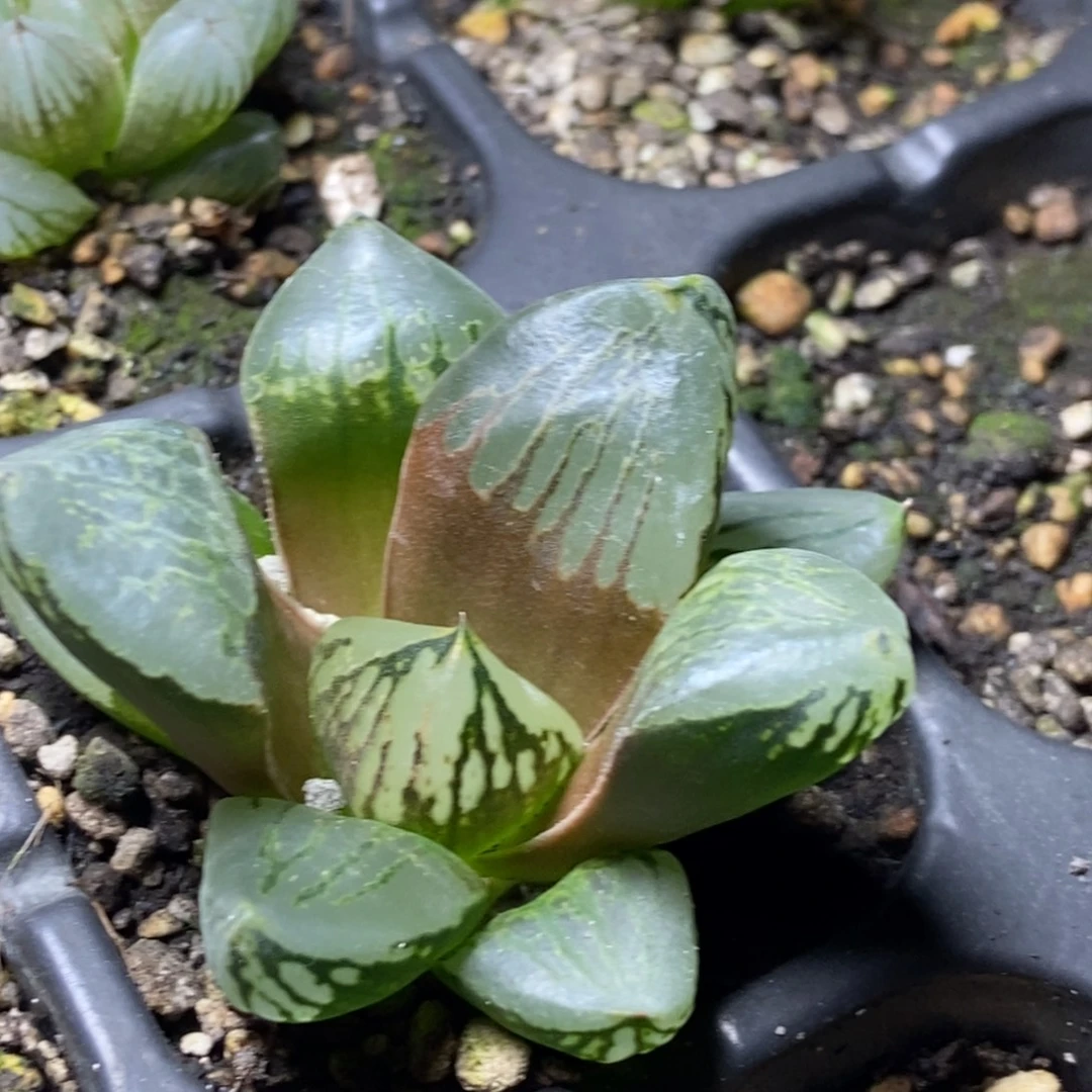 不知名裹实生脱土发货