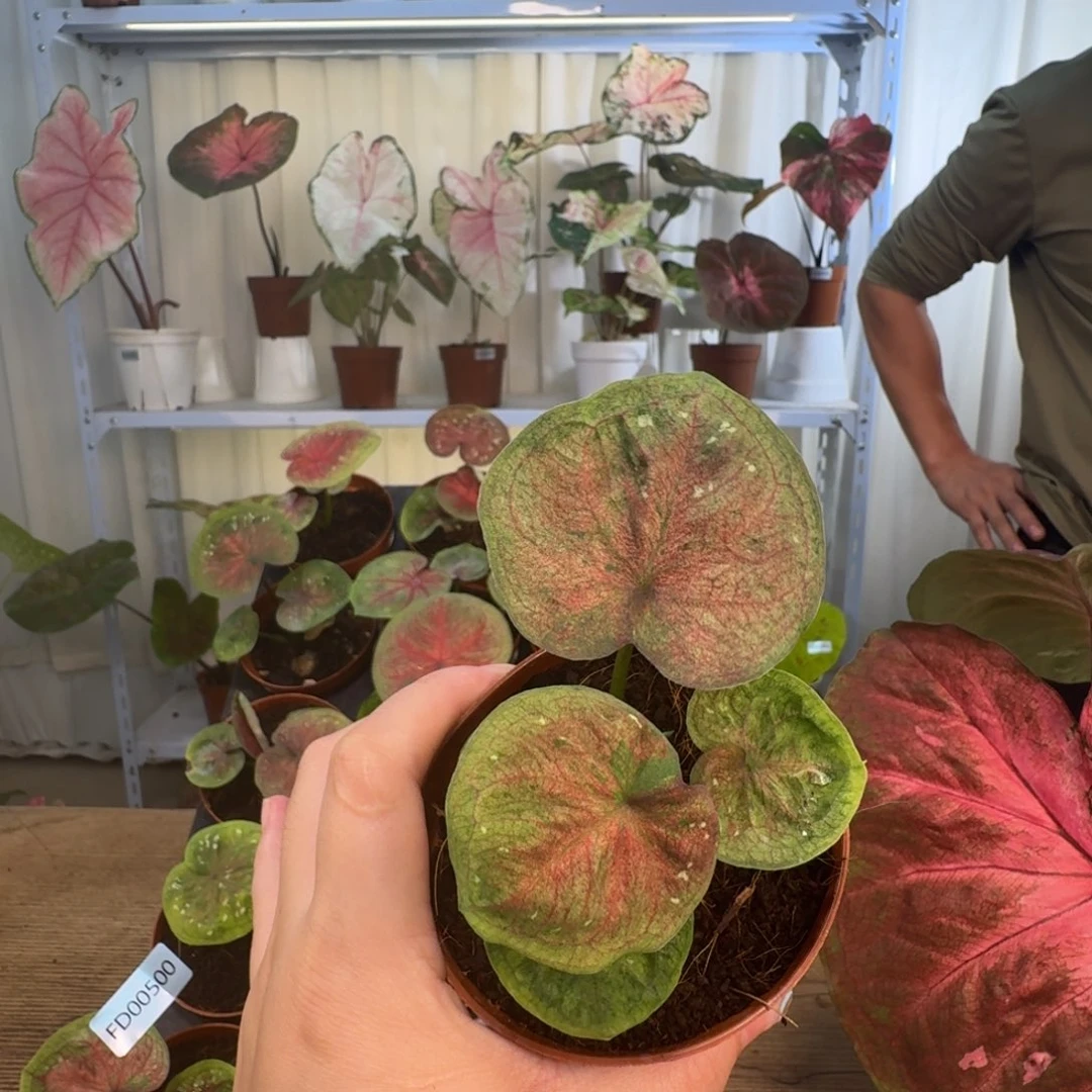 无花朵海王     00504