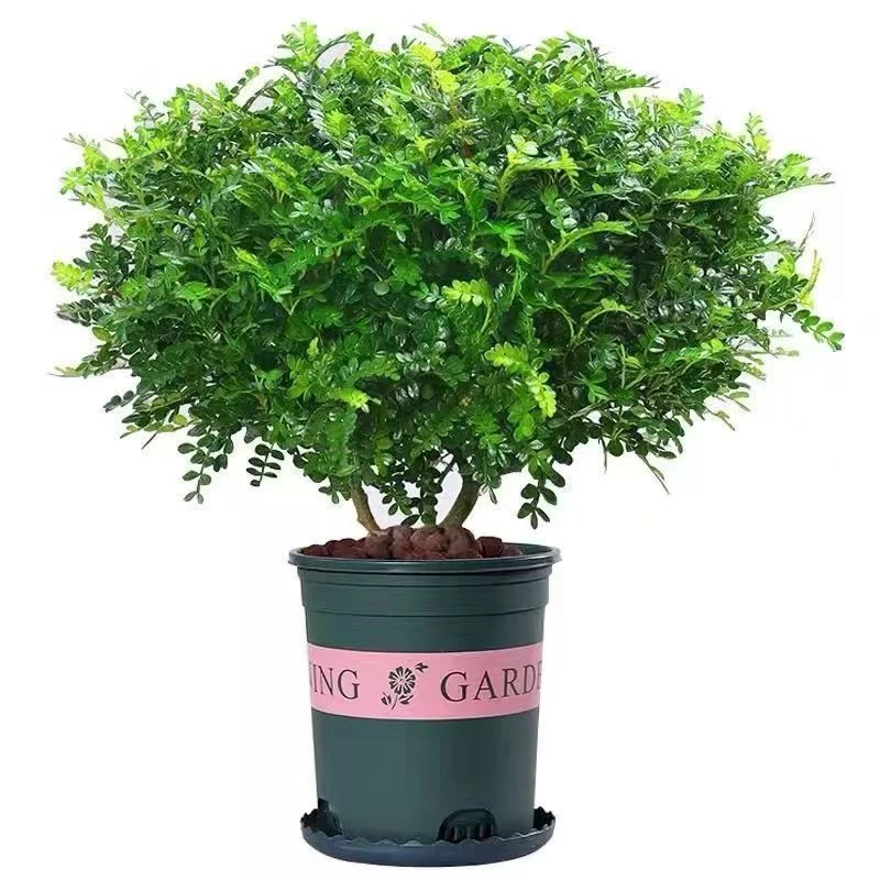 【基地补贴】驱蚊驱虫清香木正宗胡椒木盆栽绿植好养花卉净化空气