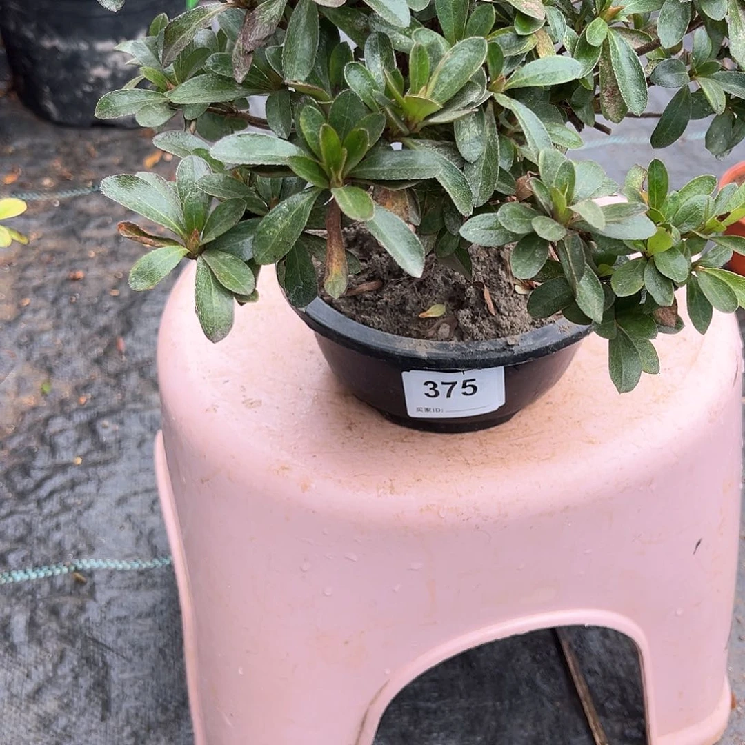 红陶直播时间一直一直