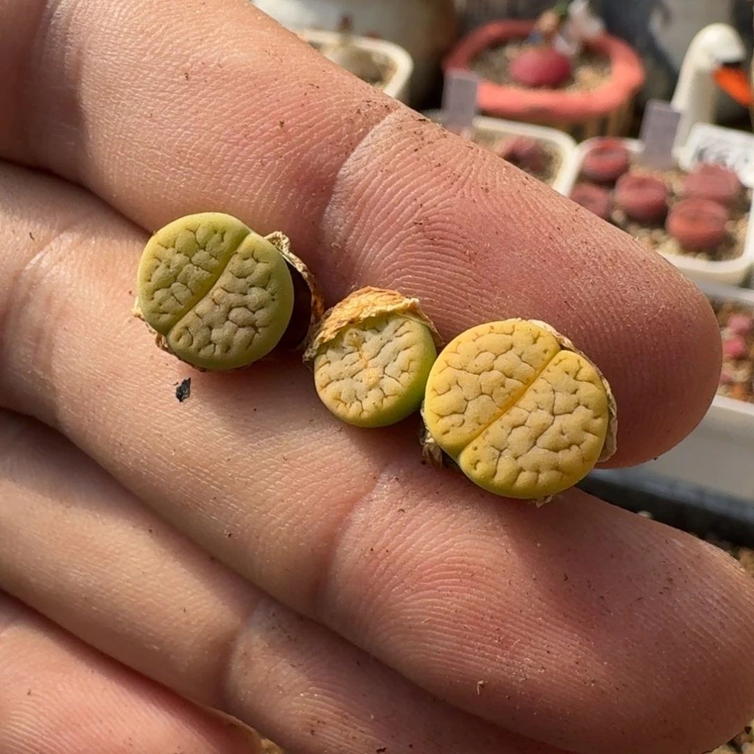 砂*初F013新版绿荒多肉