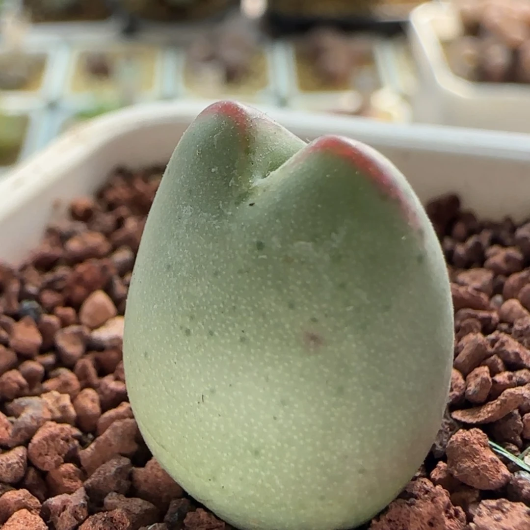 【闪购商品】沫*0472