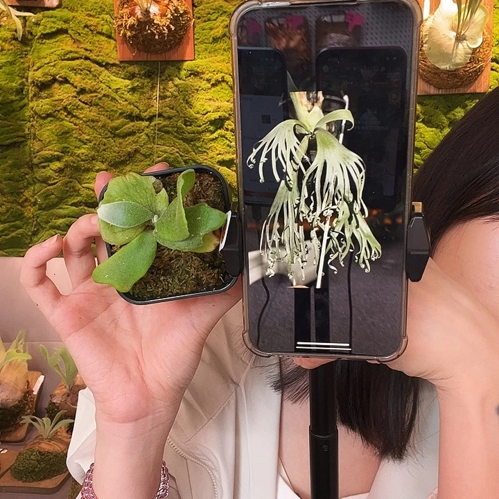 不开花植物日蚀孢子苗