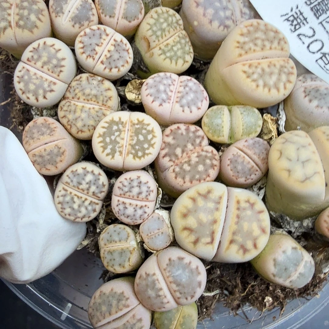 好喜欢看肖蘸唱歌跳舞打比赛054