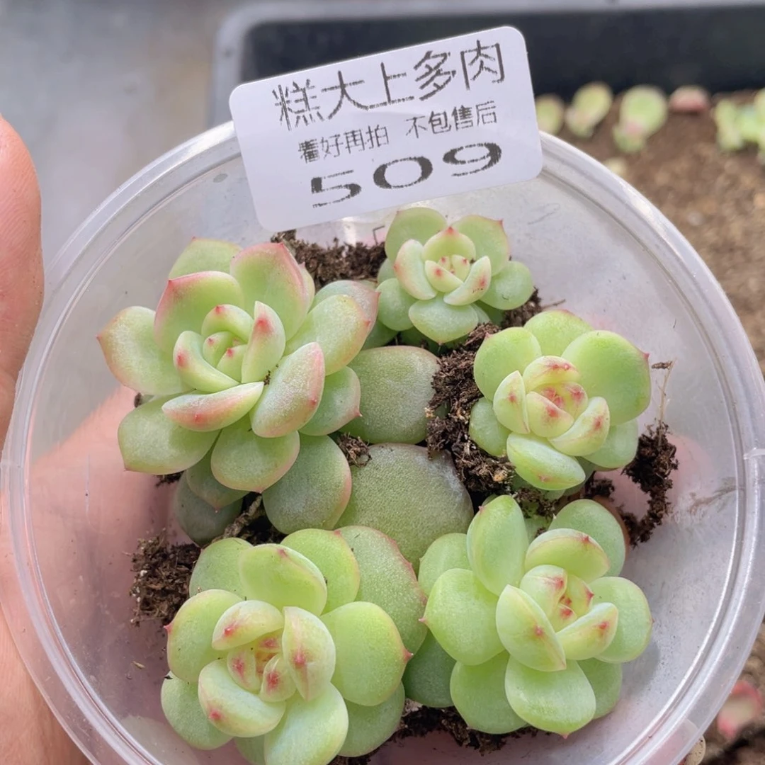 糕大上多肉植物509