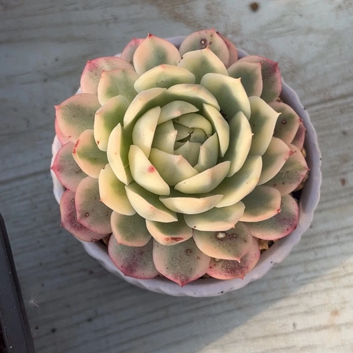 粉水晶锦一颗价格