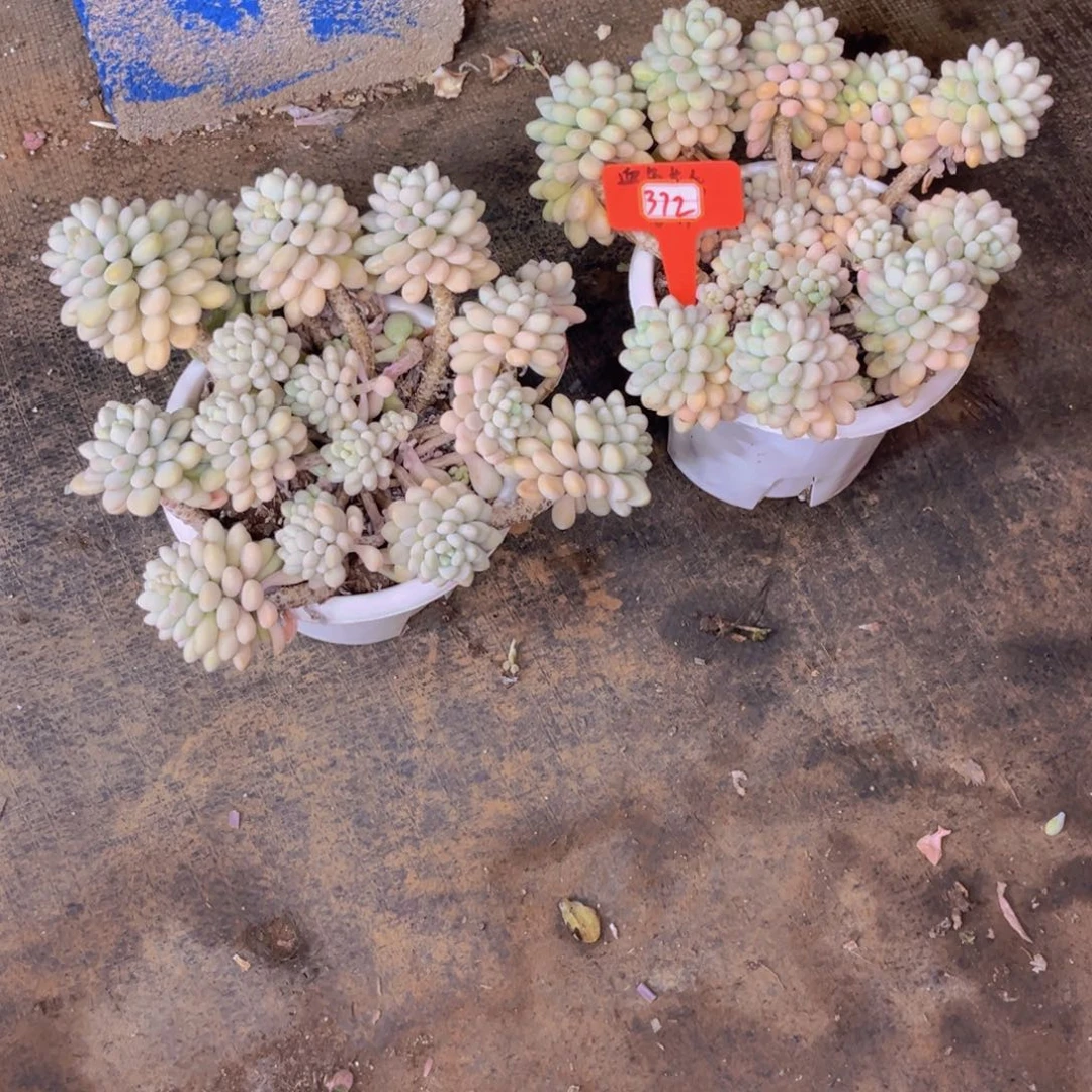 つ****ャ洛可可两颗带盆发货372多肉植物