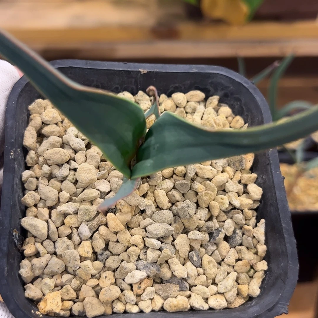 汤圆植物9百岁兰好看
