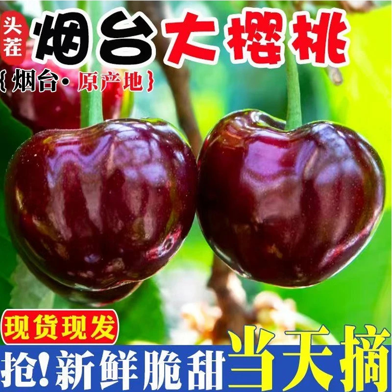 航空冷链【纯甜美早】烟台大樱桃新鲜水果车厘子孕妇应季整箱批发