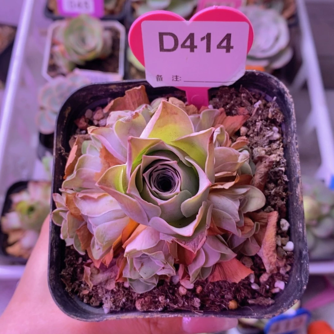 紫芙玫瑰群一物一拍D414 裸根发