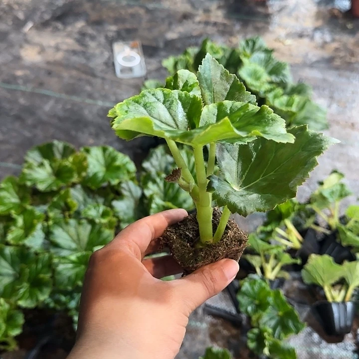 大部分花苞少量开放福利4苗