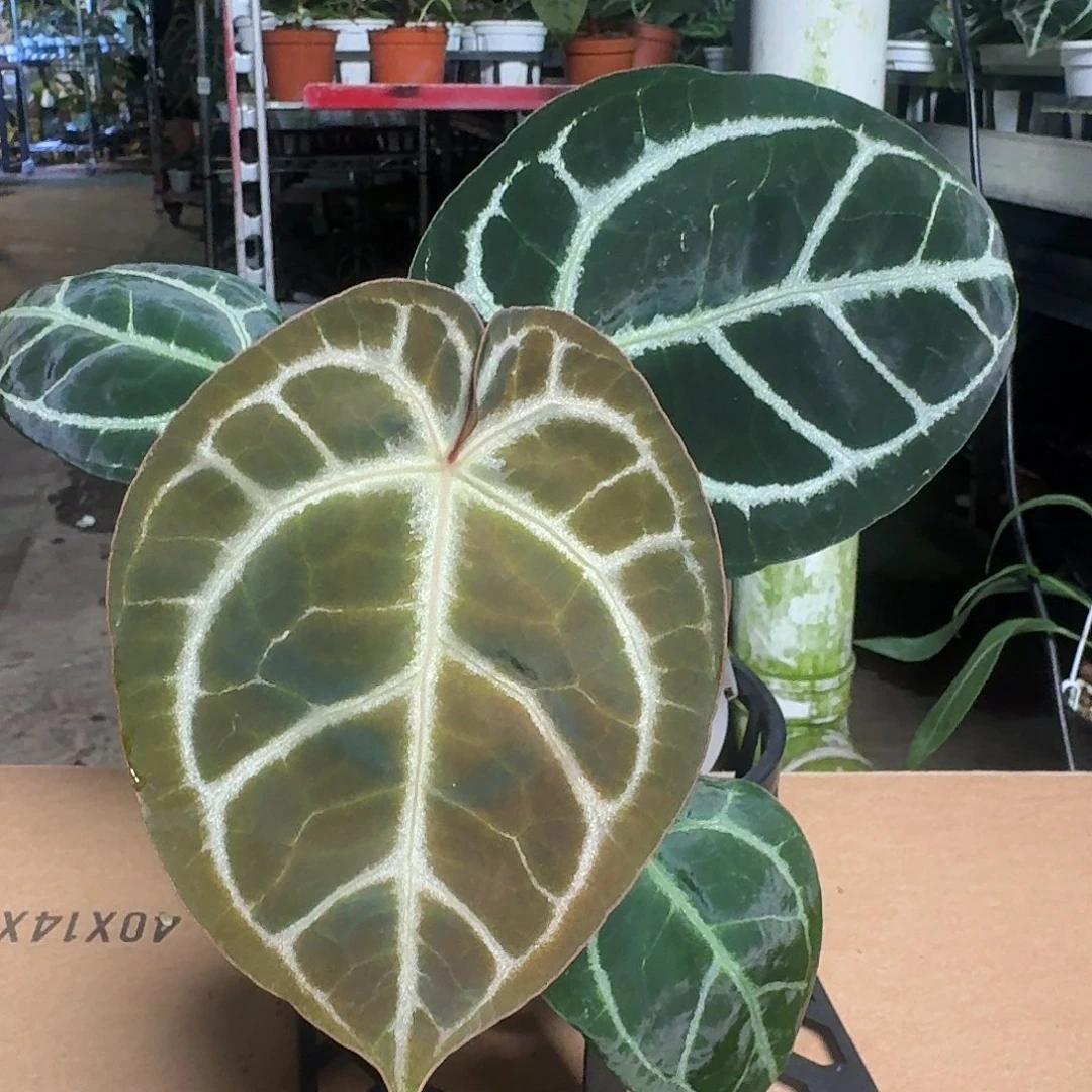 完全开放D84粉铜花烛