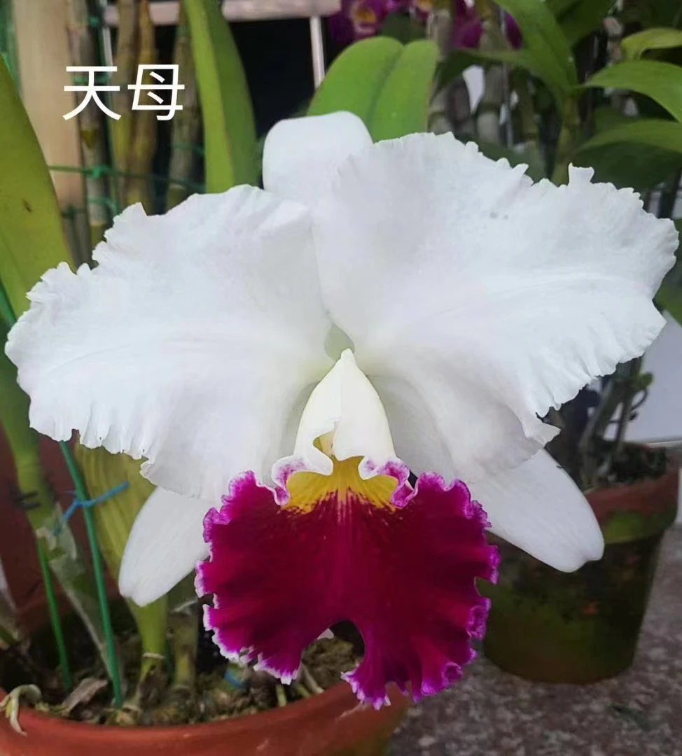 天母卡特兰壮苗带花苞
