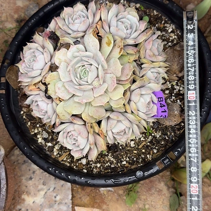 贞***多肉植物一物一拍露娜莲413