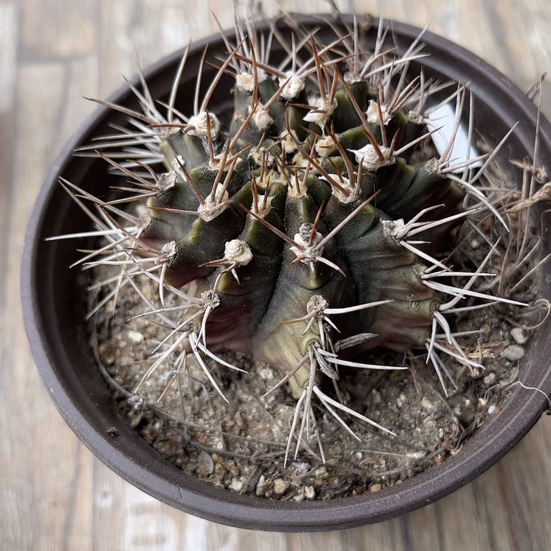 米哈仙人球一物一拍