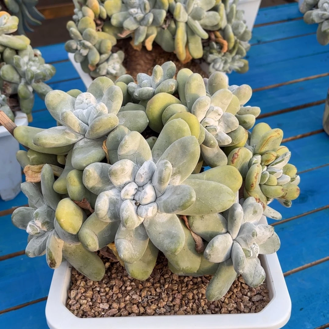 煜***妈拇指，仙女杯多肉。