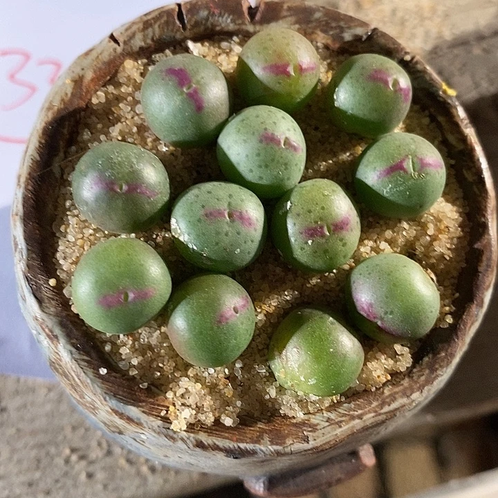 3333。   一颗136号。 皮卡丘。