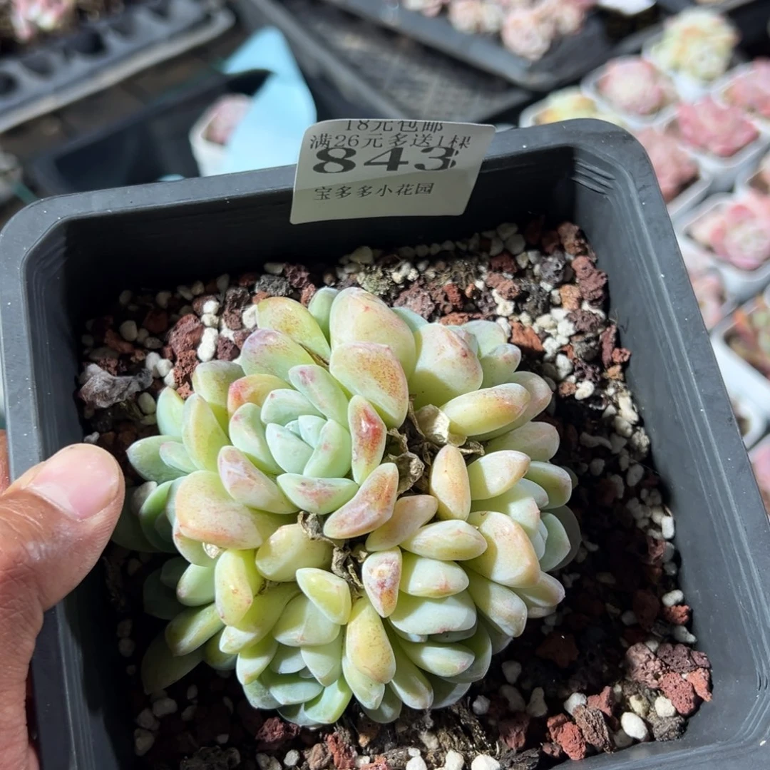 843号六头捧花雪媚娘一物一拍满18包邮