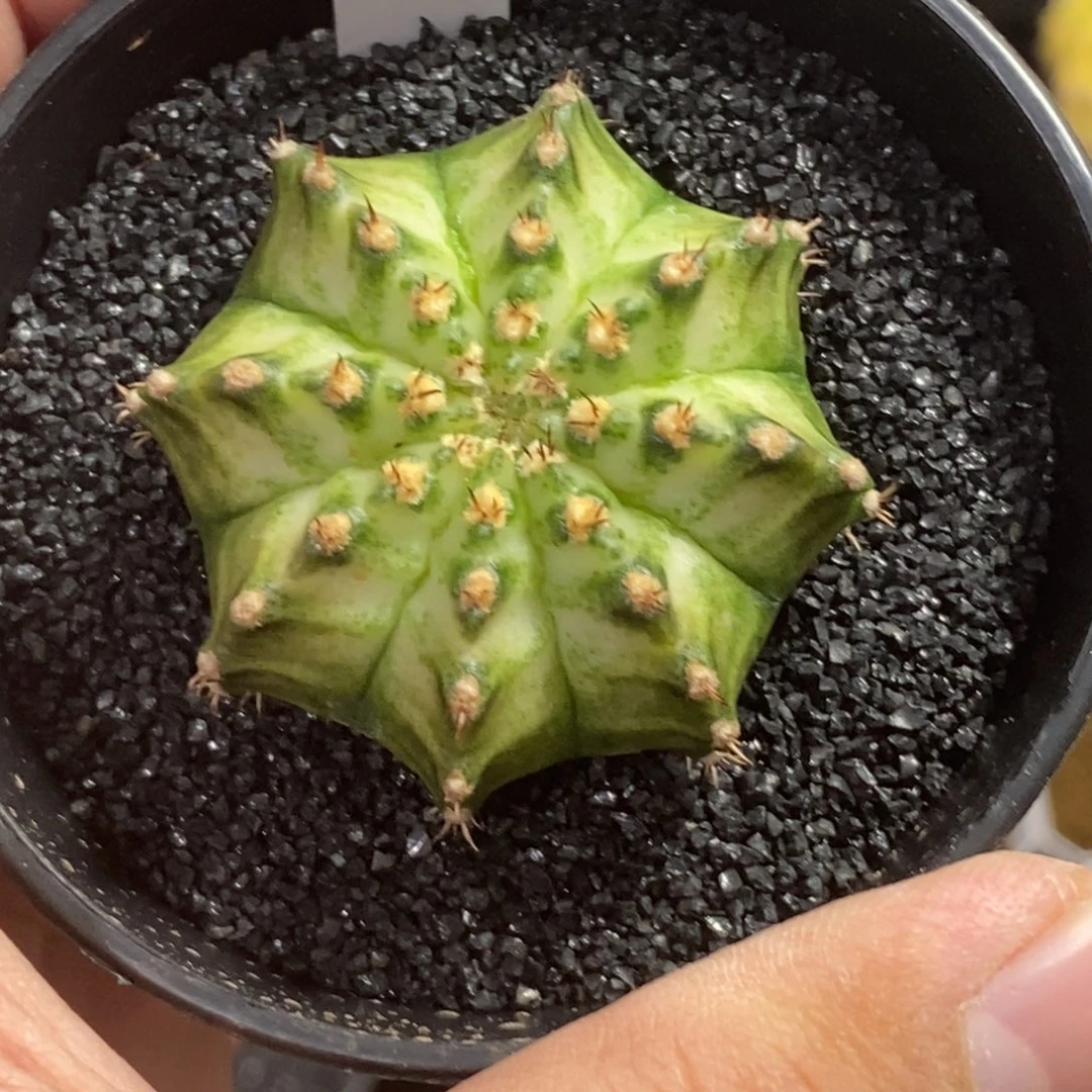 精品海神—脱土发货52