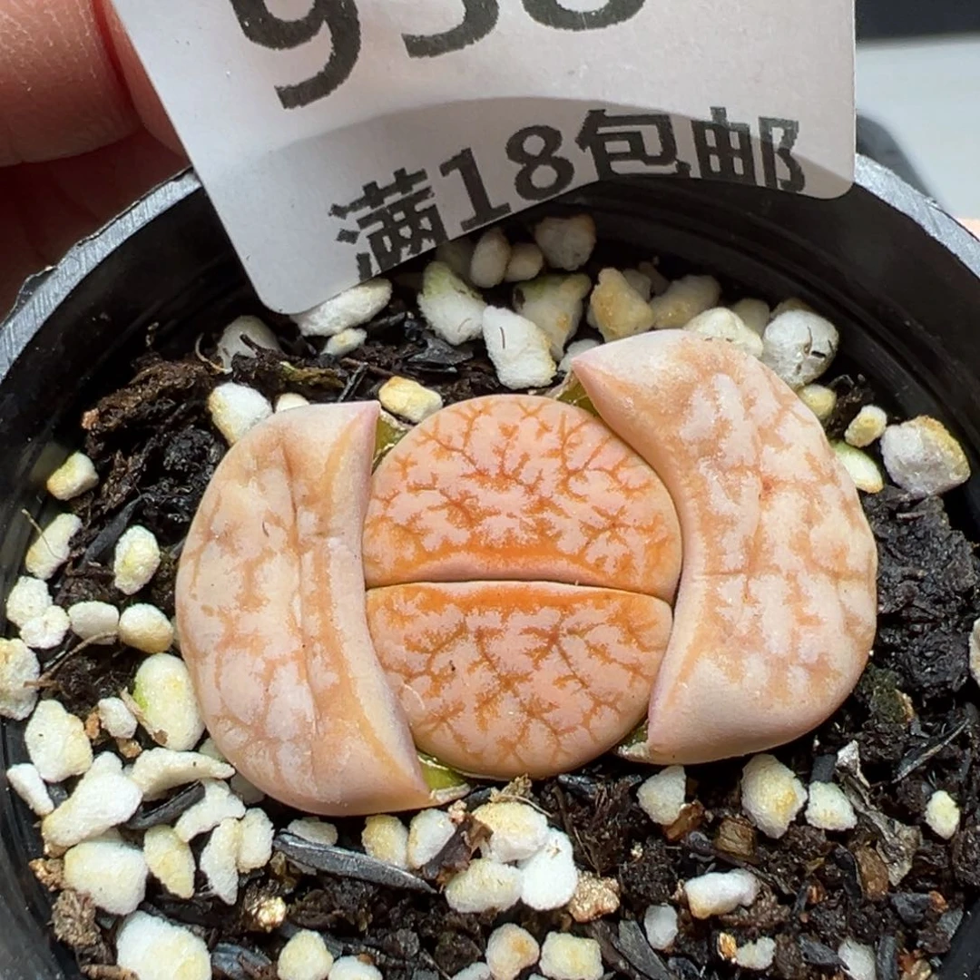 【闪购商品】958……
