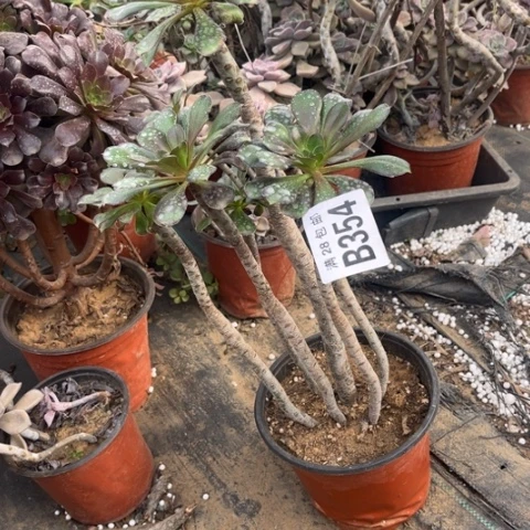 ꧁****354灰元叶不包断枝