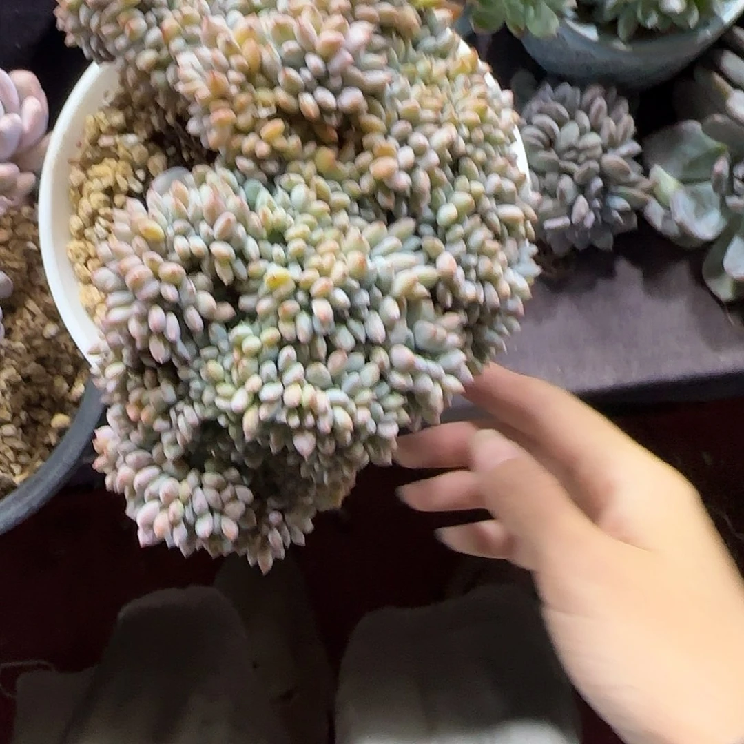 树****韩版小叶星影一物一拍缀
