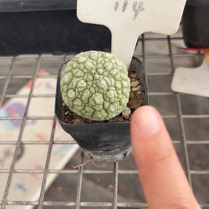 我也不知道我为什么要这样