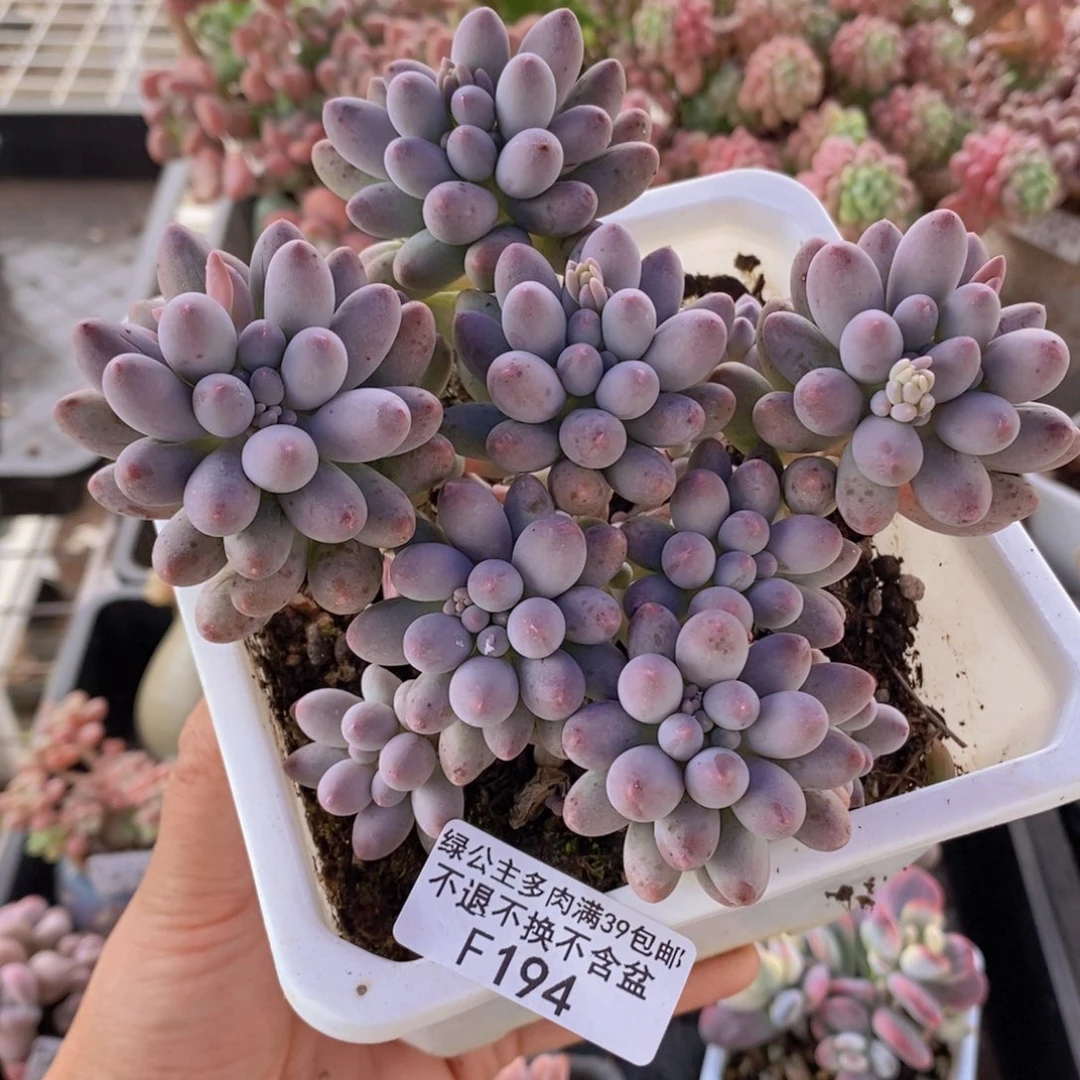 婴儿手指老桩13cm194多肉植物