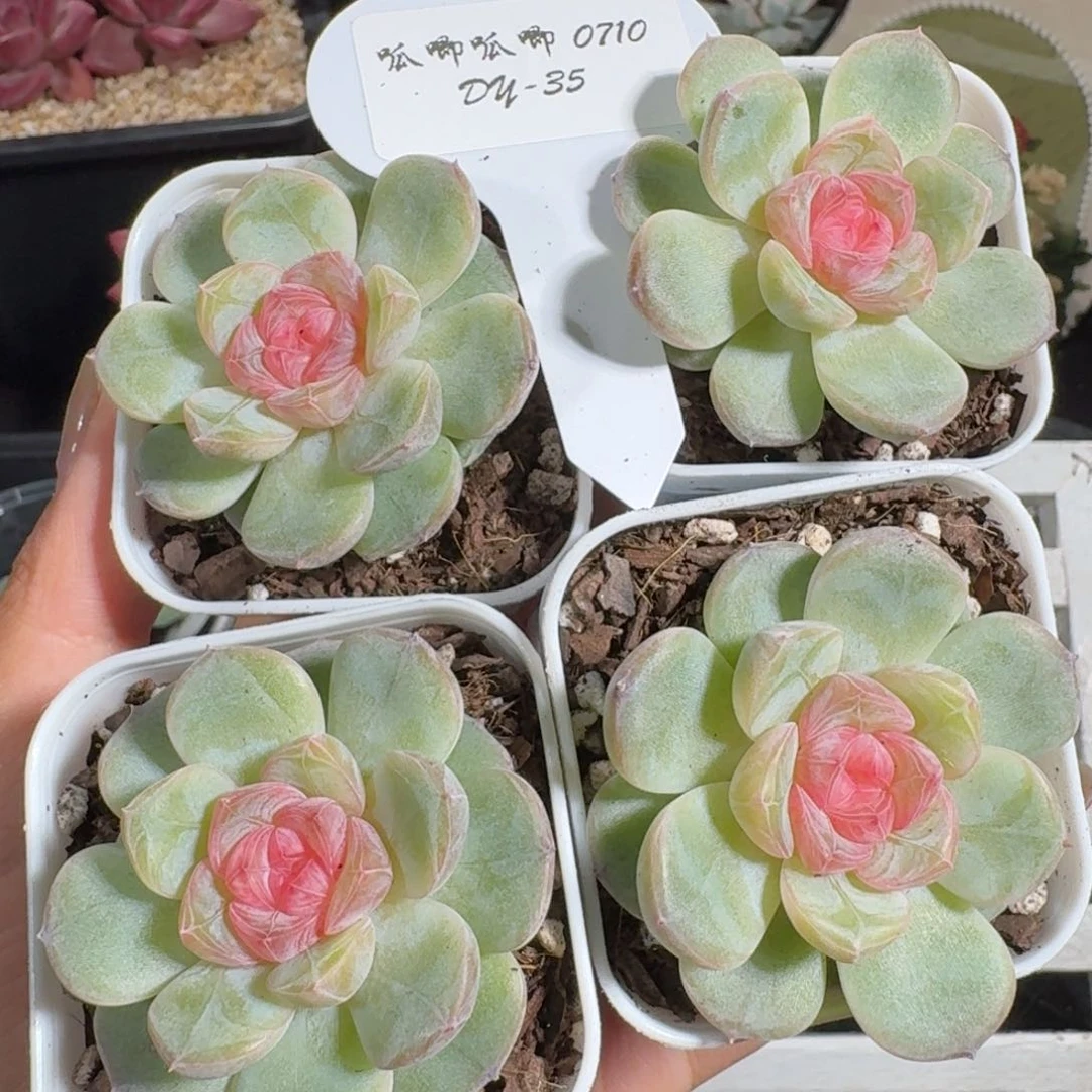 0710-035-小粉单头量拍