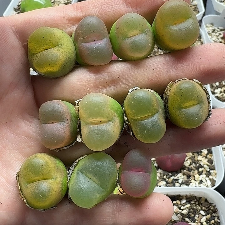 老马生石花彩毛2426
