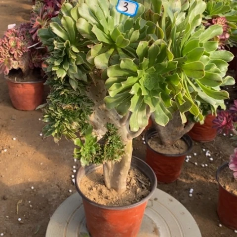 原始绿缀一物一拍