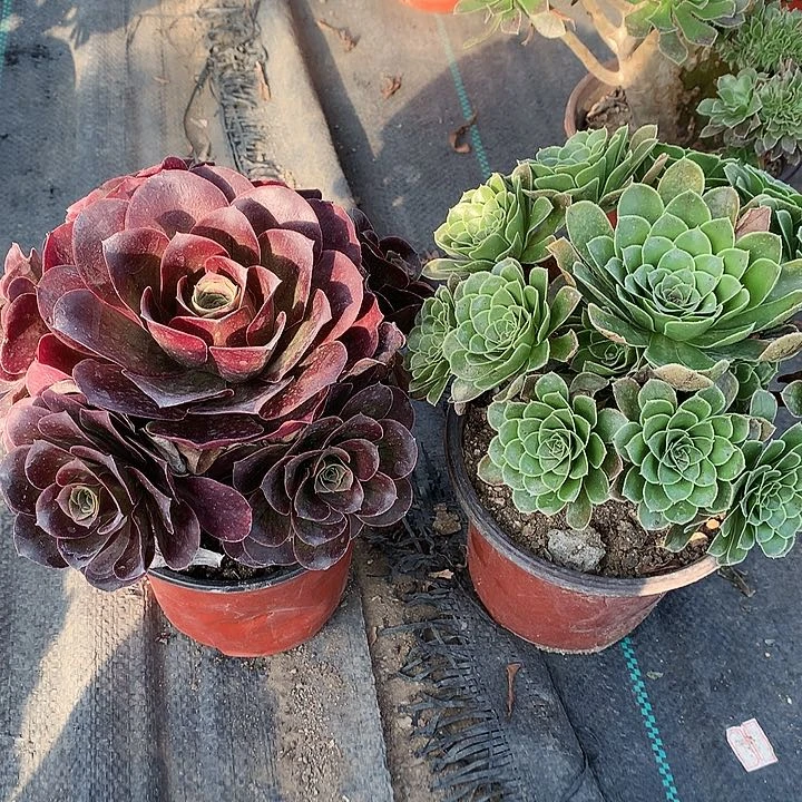 666魅金翡翠玫瑰多肉植物