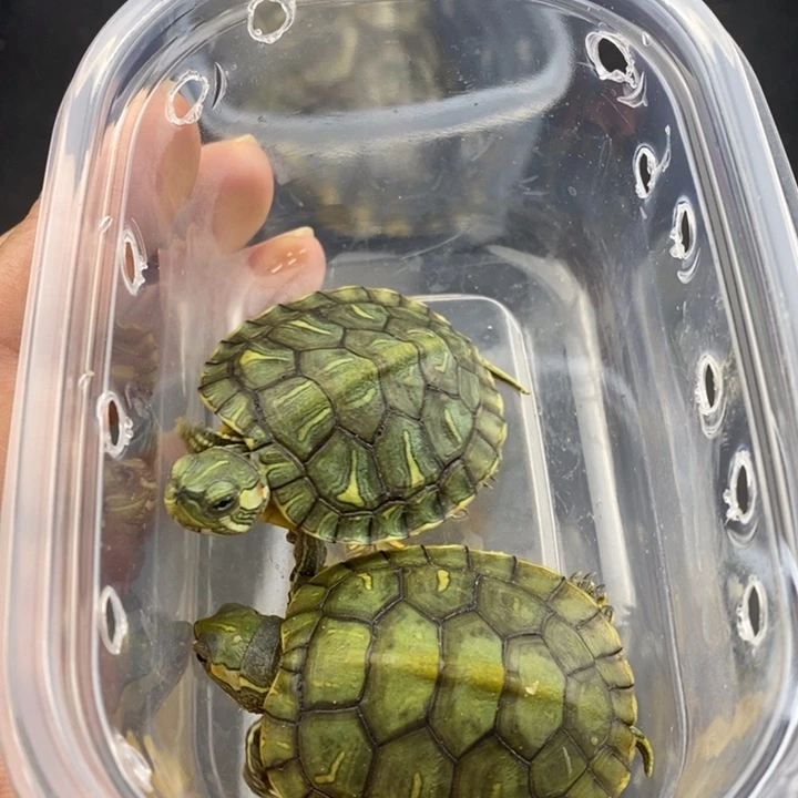 巴西彩龟母6666666