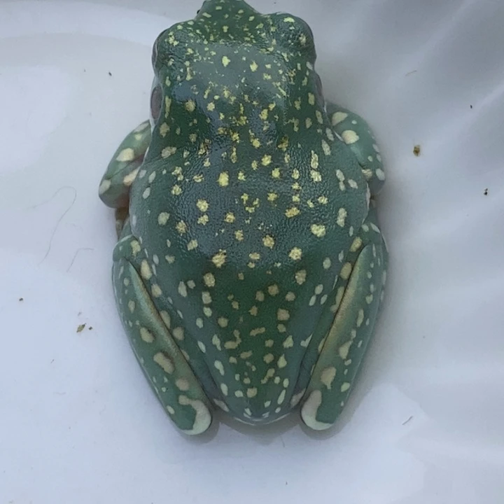 老爷树蛙24h蓝子代150合集20号