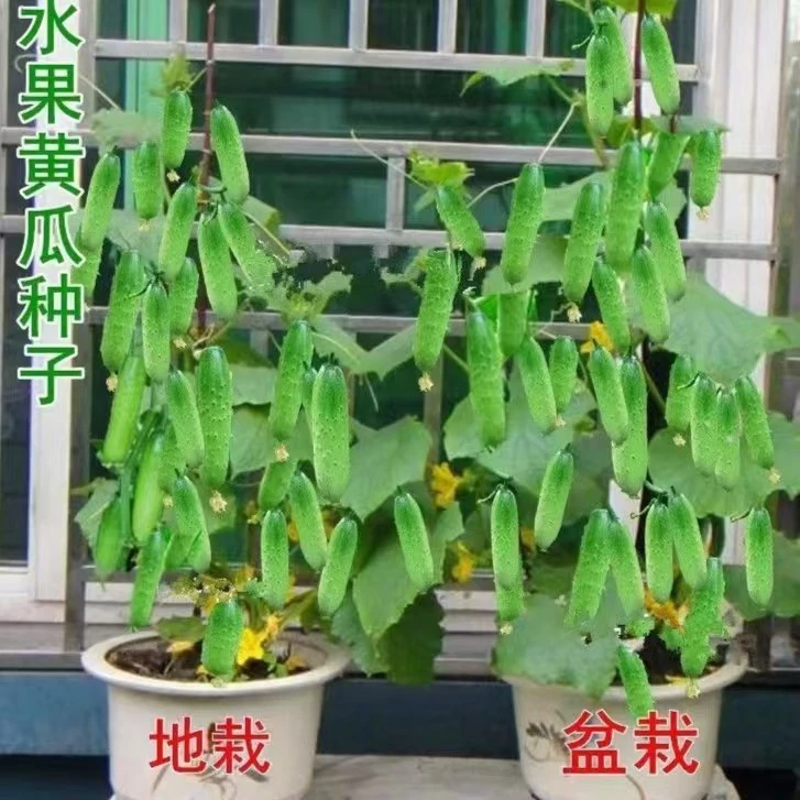 【满5包包邮】盆栽水果黄瓜种子