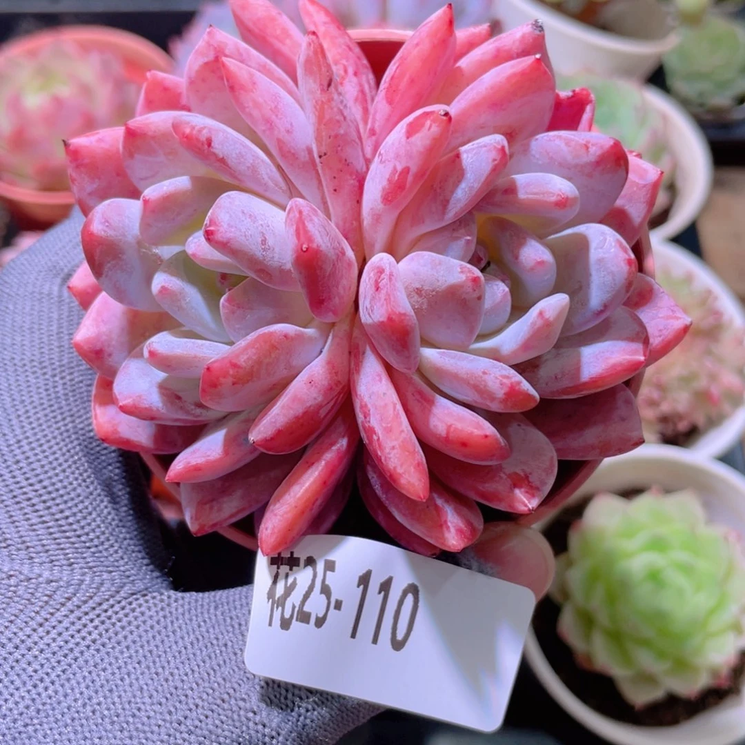 花利美25-110橙梦露
