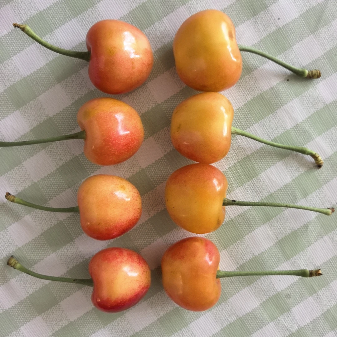 福山大樱桃“鸿运”双拼礼盒佳红黄蜜甜度遥遥领先空运山东烟台樱桃